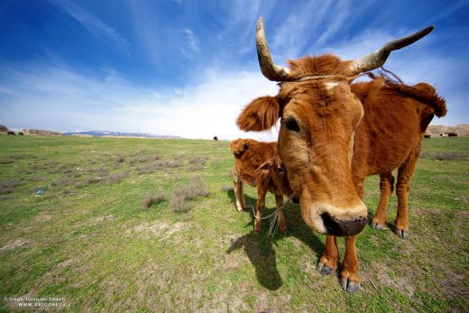 cow and calf